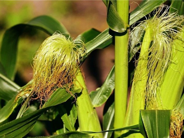 �������Ӽ�