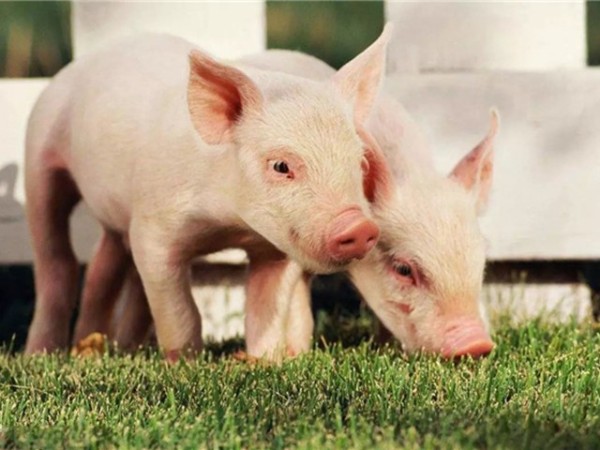 �ڷ������л������������߸����գ�