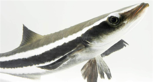 �������Ӽ�