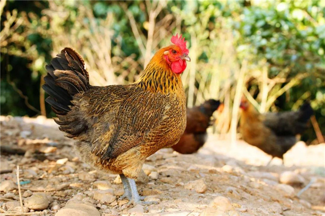 �������Ӽ�