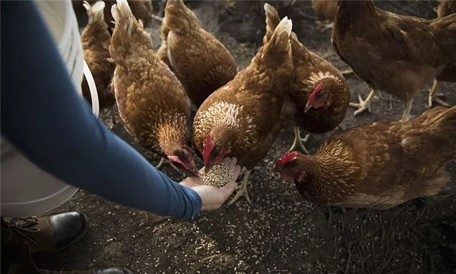 �������Ӽ�