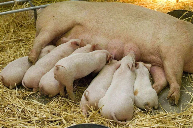 �������Ӽ�