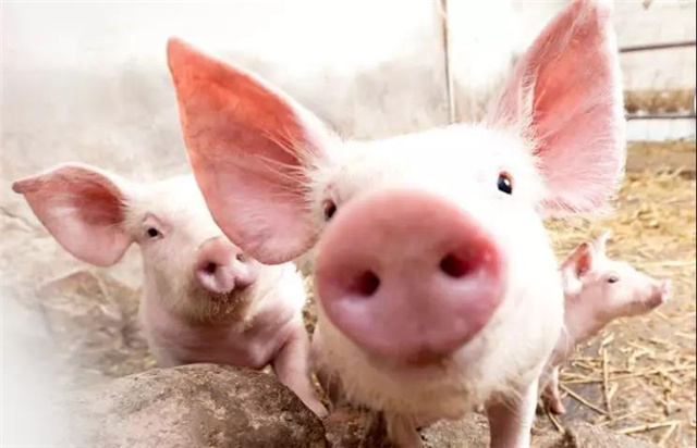 ���������Ӽ�