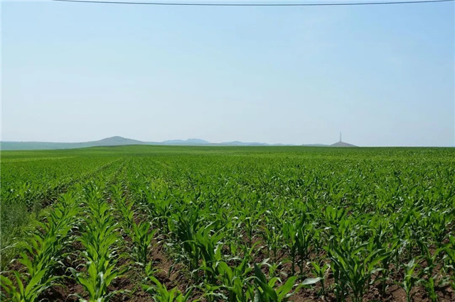 ���������Ӽ�