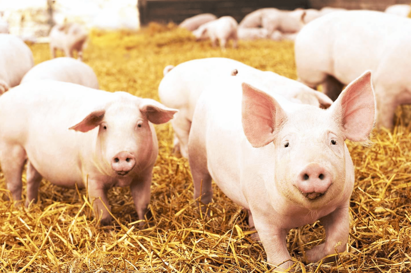 ����������������Ҫ��