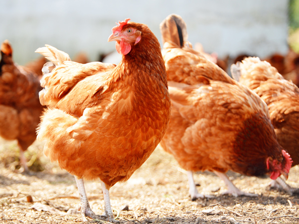 ΢��Ԫ�����ϵ���һ�������ϵ�˫�ر�������ֳ��˫����ֵЧӦ