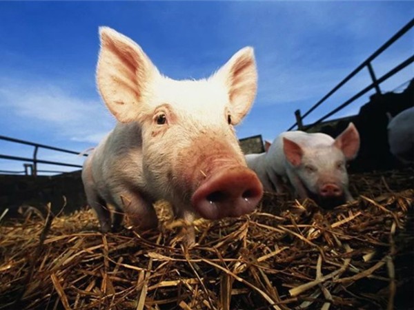 ���������Ӽ�