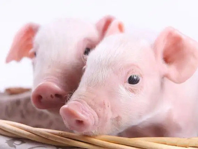 �������̹���