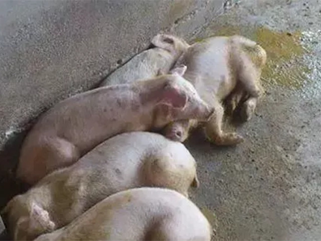 ������������2022�궬����������������к֢״���ܣ��������������ղأ�