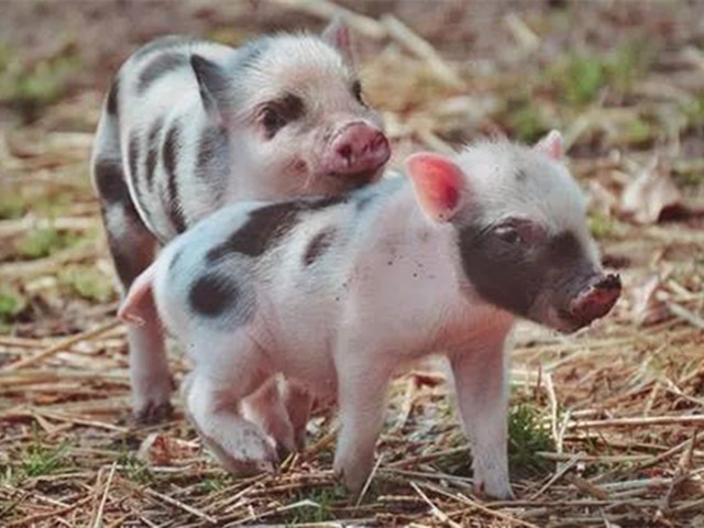 �������ô��