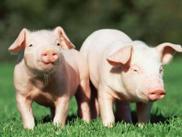 ʲô���������Ӽ����������Ӽ���ʲô��;