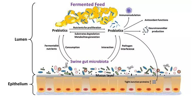 �������Ӽ�