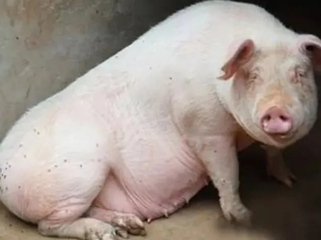 ĸ�����󲻳���ô��