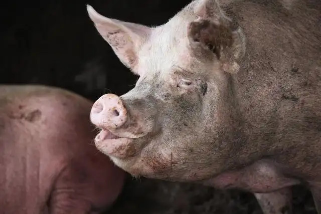 ĸ����ʳ��ԭ��