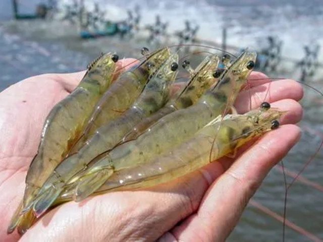 ��Ϻ�ѿǹ���