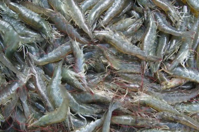 ΢��Ԫ��ȱ���Զ�Ϻ��Ӱ��