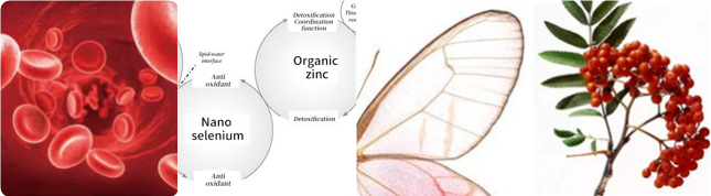 ����Ѫԭ��