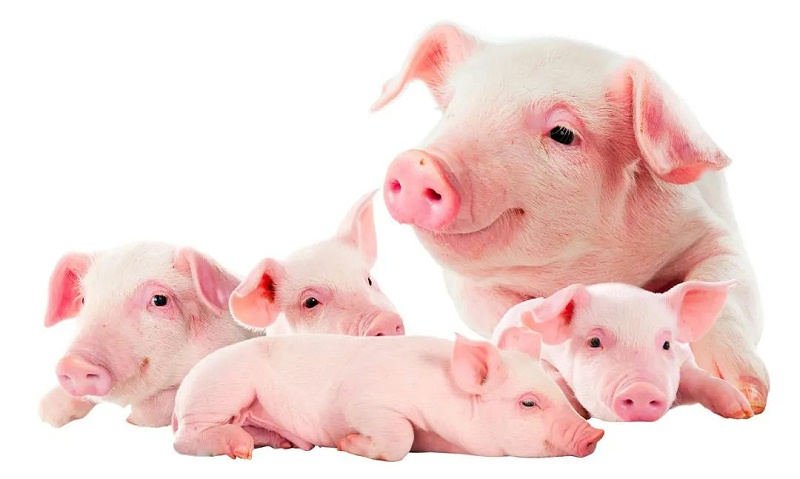 ������Ч����ô����