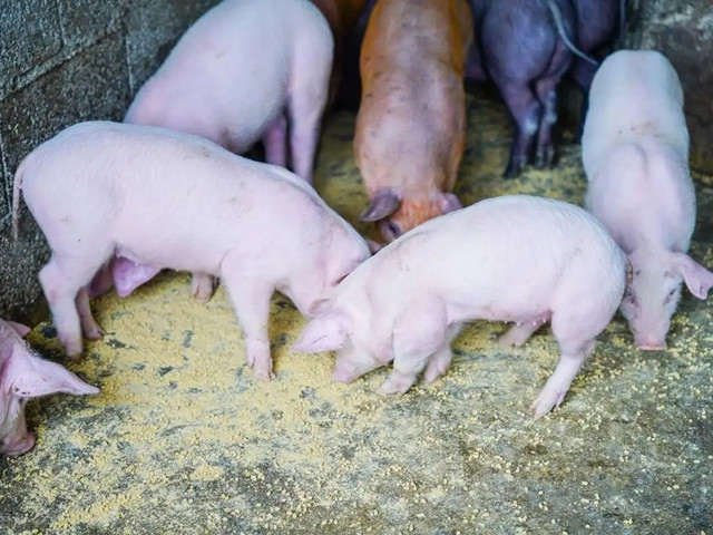 �����׶���������