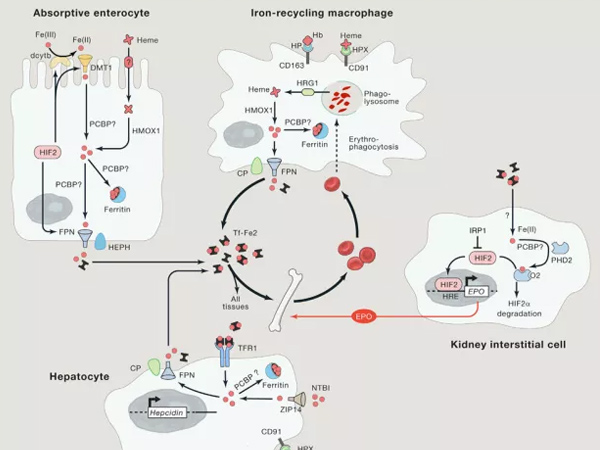 ΢��Ԫ�����Ӽ����������������ѡ�����Ƽ��ͷ���