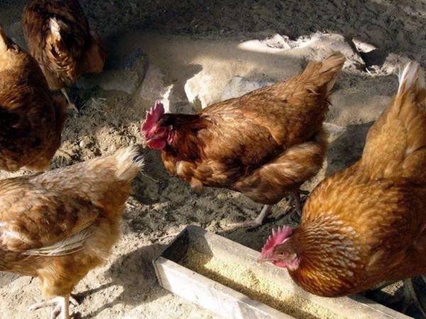 �����������½���ô�������ŵ����������Ӽ�������������