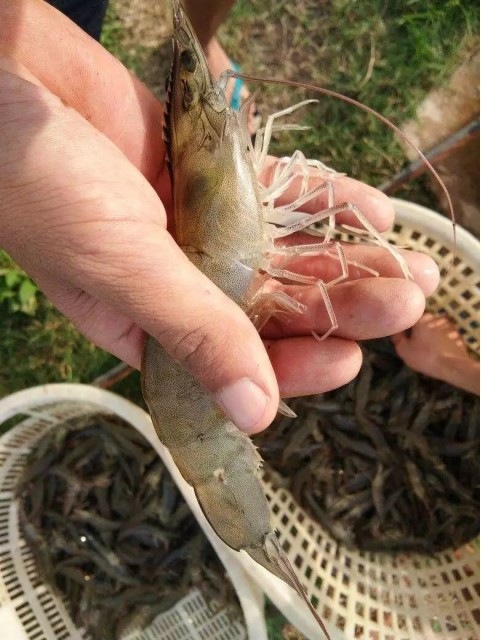 ��Ϻ����ʲ�����ô��