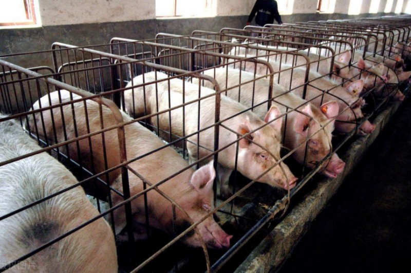 Ԥ��ĸ���Ѳ�