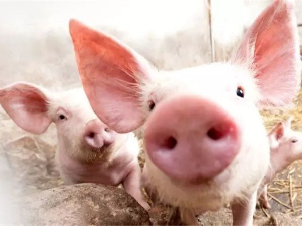 ��������п��α��������