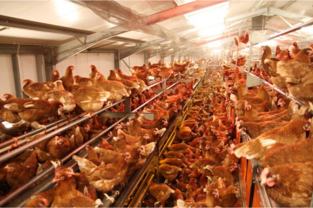 ������Ӧ��������������