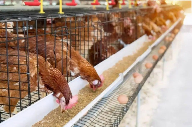 ������Ӧ��������������