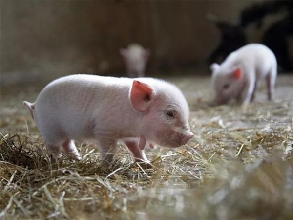 ���������Ӽ�