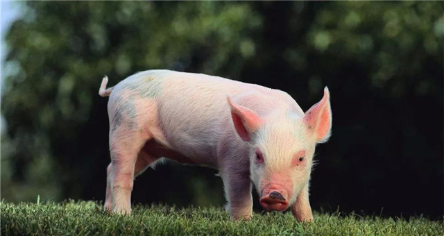 �������Ӽ�