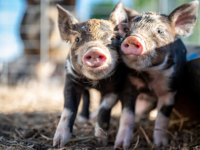 �������������������н�����������Ҫ�μ��⼸������Ҫ�㣡