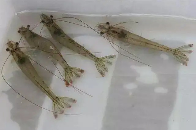 �����ϺӦ��