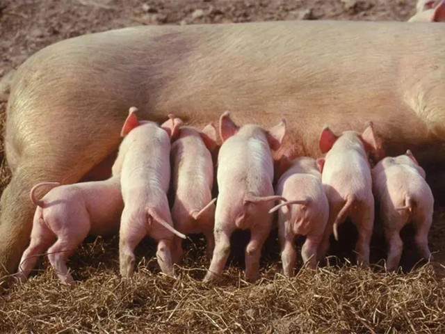 �����ٲ�Ѫ������������ĸ������Ѫ�������Ч����