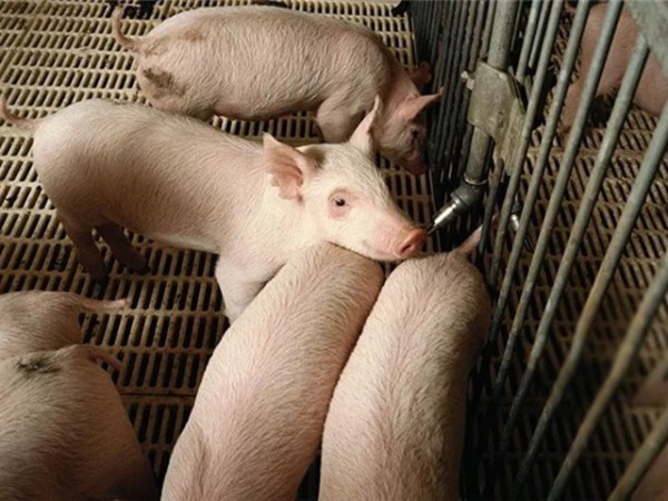 �������Ӽ�