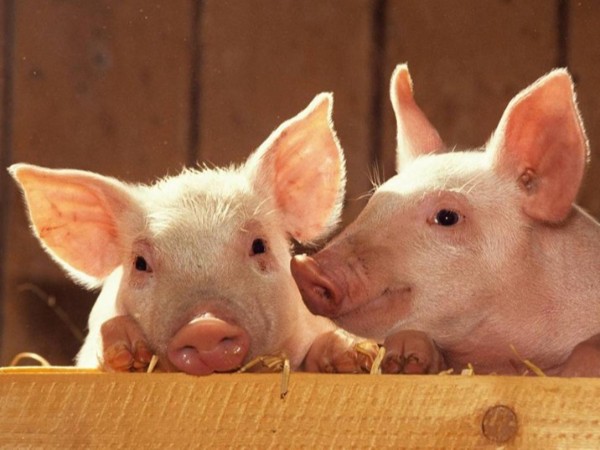 ��������������ֳ�е�Ӧ��