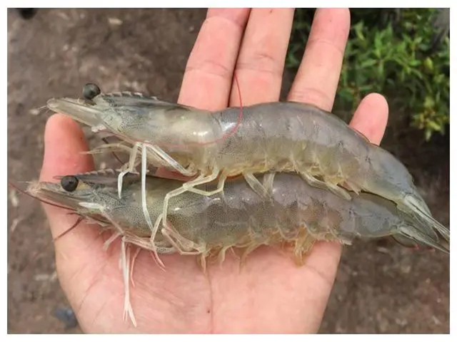 ��Ϻ��ֳʲôʱ����Ҫ��������Щ��Ϻ����Ҫ��һ��Ҫ�ղأ�