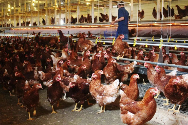 �������Ӽ�