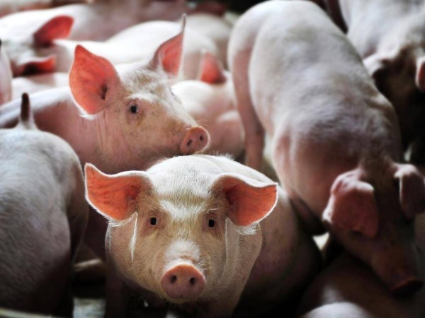 �������Ǽ�ɲ��δ�����л�����ͷ����