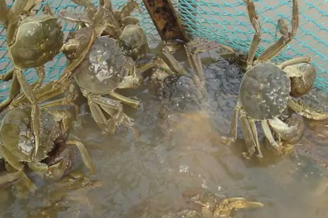 Ϻз����΢��Ԫ����ʲô��